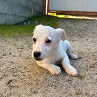 Cucciola di jack russel