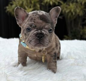 Bulldog francese merle