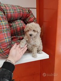 Maltipoo Maschio Fulvo