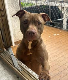 Pit Bull