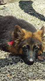 Disponibili Cucciole pastore tedesco