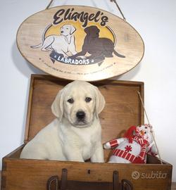 Cuccioli labrador miele da allevamento