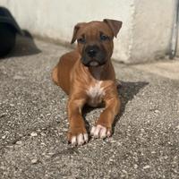 Cuccioli di pitbull