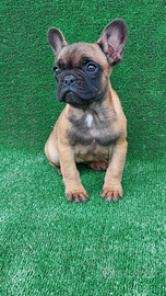 Bulldog francese