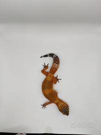 Geco leopardino