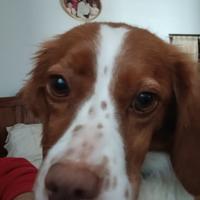 Breton di 1 anno solo 10 kg, taglia piccola