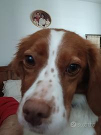 Breton di 1 anno solo 10 kg, taglia piccola