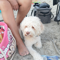Cuccioli lagotto romagnolo