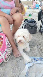 Cuccioli lagotto romagnolo