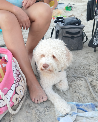 Cuccioli lagotto romagnolo