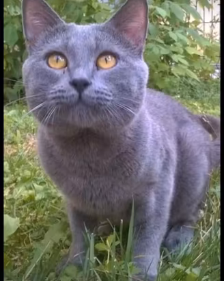 Cuccioli di CERTOSINO