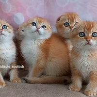 Scottish Fold