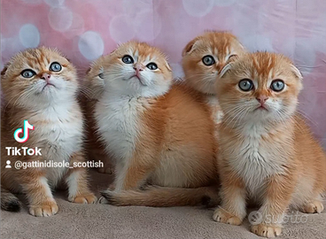 Scottish Fold