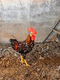 Gallo millefiori lonigo