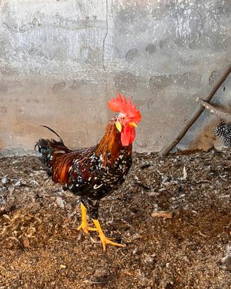 Gallo millefiori lonigo