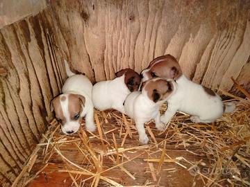 Cuccioli jack russell