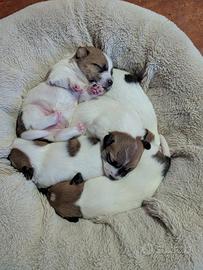 Jack Russel a tre colori