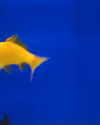 Pesci rossi canarino