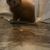 Gattini