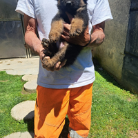 Cucciololi dì pastore tedesco