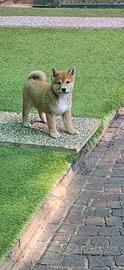 Shiba fulvo e sesamo
