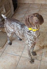 Bracco Tedesco (KURZHAAR) cuccioli