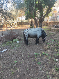 Mini pony per monte