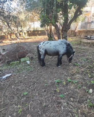 Mini pony per monte