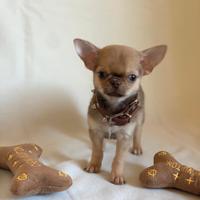 Chihuahua maschio con pedigree enci