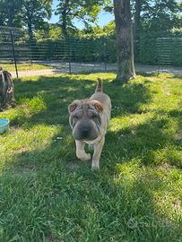 Cucciola Sharpei