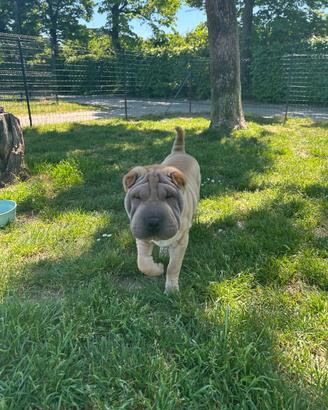 Cucciola Sharpei