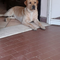 Labrador maschio accoppiamento