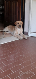 Labrador maschio accoppiamento