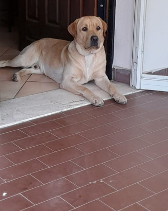 Labrador maschio accoppiamento