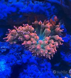 Anemoni