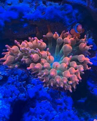 Anemoni