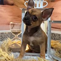 Chihuahua toy 3 mesi femmina