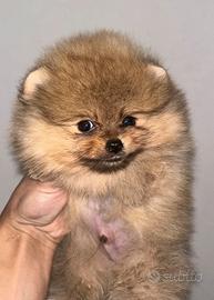 Spitz tedesco nano / Volpino di Pomerania