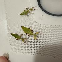 Insetto foglia Phyllium giganteum