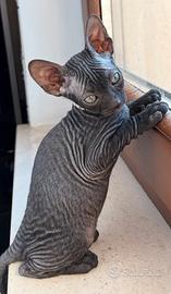 Sphynx