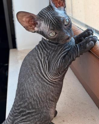 Sphynx