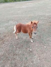 Puledro maschio mini pony
