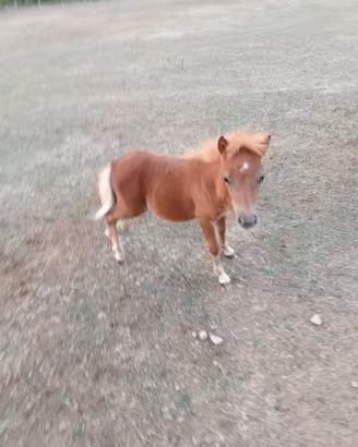 Puledro maschio mini pony