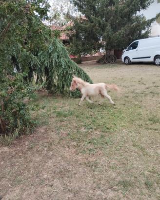 Mini Pony falabella e miniature horses