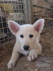 Cucciolo maschio pastore svizzero bianco