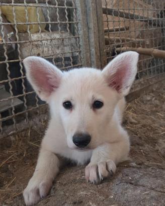 Cucciolo maschio pastore svizzero bianco