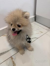 Spitz di pomeriana linea americana