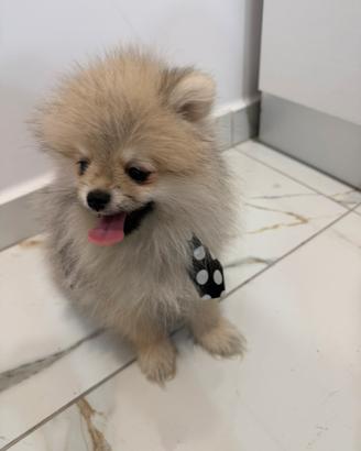 Spitz di pomeriana linea americana