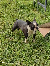Boston terrier