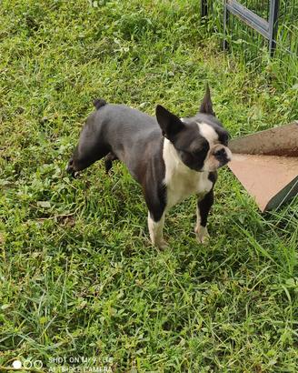 Boston terrier
